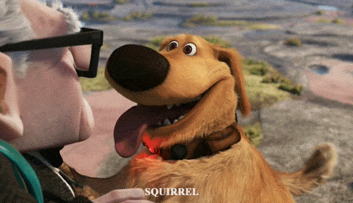 un GIF di un cane dal film Up